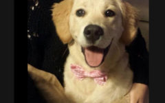 un cane in casa fa bene
