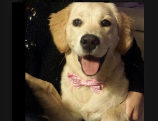 un cane in casa fa bene